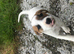 Jack russel