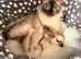 5 beautiful ragdoll kittens