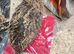 Jumbo coturnix quails