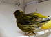 Fife Canaries various colours available for sale