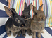 10 BELGAIN HARE KITS