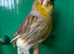 Young pair of gloster canaries