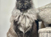 XXL Russian Mainecoons kittens