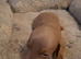 Miniature dachshund pups
