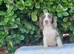 Cocker spaniel
