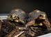 Beautiful Redfoot tortoises