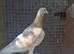 Mulenan Hen
