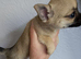 Affectionate smooth coat pups