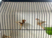 Orange Zebra Finches and split orange