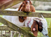 Pair of friendly Boer Goats for sale