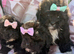 Shihpoo