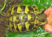 Baby Hermann Tortoises for sale