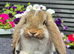 French Lops available for Reservation.