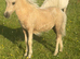 Stunning Palomino American miniature filly foal