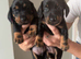 4 dachshund puppues