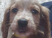 Adorable 8 puppies