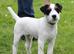Jack Russell Dog for sale