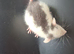 Baby Dumbo Rats