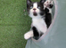 Delightful and friendly kittens looking for a home.