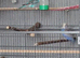 Pair of budgies