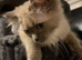 Ragdolls