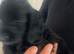 5 beautiful show cocker spaniels crossed patterdale