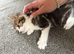 2 boy kittens