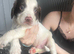 Stunning cocker spaniel puppies