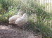 Pure Breed Super Giant White Quail ( not chicken ) Hatching eggs