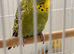 Baby budgies free