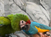 Friendly Baby HandReared Super Tame Cuddly Macaw Parrot,
