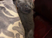 Fluffy grey male kitten
