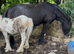 Black roan cob mare with colt foal
