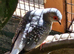 Diamond Doves for sale. Various colours / ages