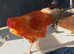 Pure bred poultry