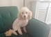 Gorgeous Male Toy Poodle