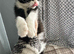 Kitten for adoption