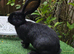 PURE BRED Baby Continental Giant Bucks - READY TO RESERVE