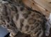 Pure Bengal female