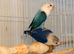 DNA&rsquo;d Breading pairs and single males for rehoming