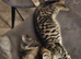 Maine coon bloodline kittens