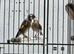 Young goldfinch mules