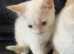 Maine coon kittens