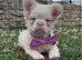 Fluffy pink French bulldog female