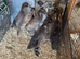 Indian runner ducks looking for new land.