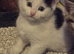 Kitens