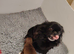 Chihuaha puppy boy