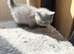 Pure-breed British Shorthair Kittens