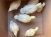 7 crollwitzer turkey chicks for sale