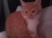 Ginger and white female